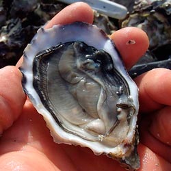 Hollie Wood Oysters (BC)
