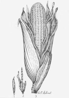 Teosinte: Mother of Corn