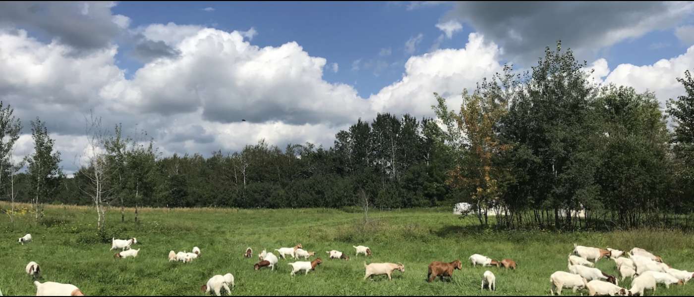Goats on pasture