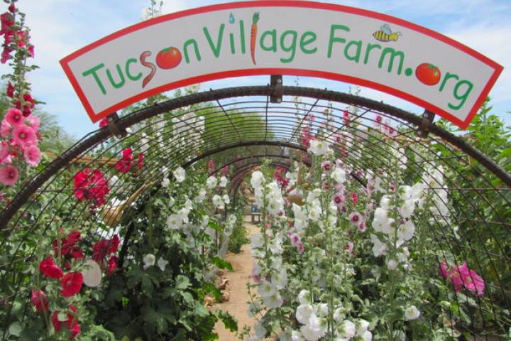 Tucson Village Farm