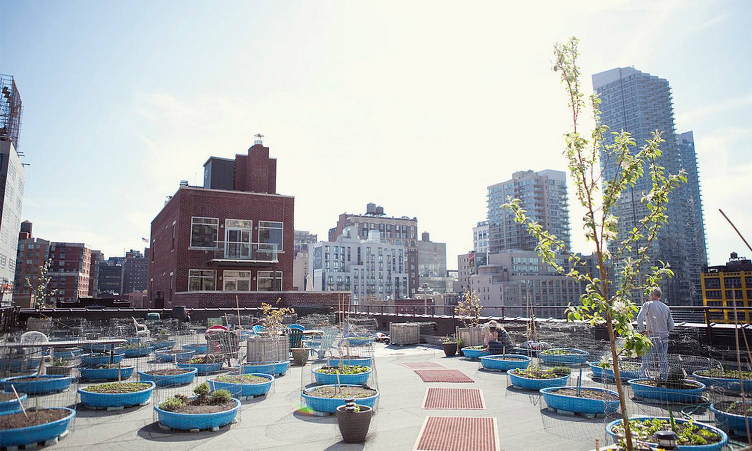 Hell's Kitchen Farm Project: Rooftop Farm