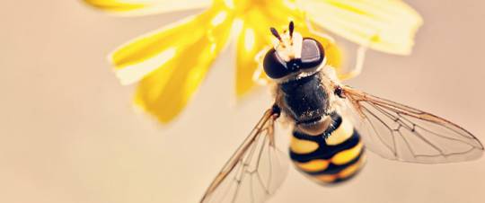 How to Build a Bee-Friendly Garden at Home